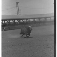 1989 Rodeo, Bull Riding 01
