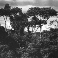 Dobodura Jungle 4