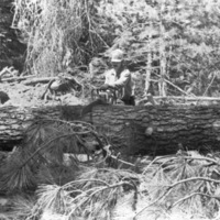 California, Sierras Logger 2