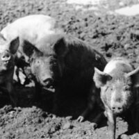 1978 Livestock, Cattle &amp; Pigs 07