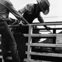 1981 Rodeo, Cowboys in Chute 17