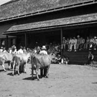 Union, 4H Stock Judging 5