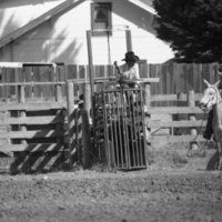 1981 Mule Rodeo, Roping Pairs 01