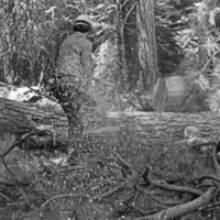 California, Sierras Logger 5