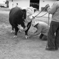 California, Stock Show 9