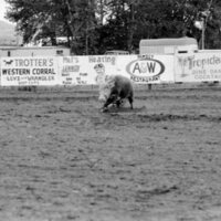 1983 Springfest, Rodeo, Cow Milking 02