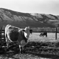 1978 OSU Union Experimental Field Station, Livestock 09<br /><br />
<br /><br />
