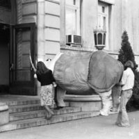 1977 Sculpture, Rhino 01