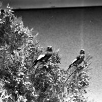1977 Birds, Migratory 04