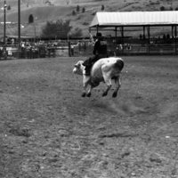 1981 Rodeo, Bull Riding 08