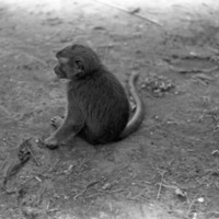 A monkey, named Jocko, sitting on the ground, with their back turned, staring to the left of the camera angle.