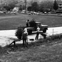 1981 Campus Tree Plantings 04