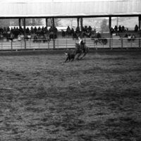 1984 Rodeo Club, Roping 06
