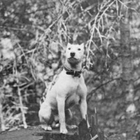 Reuter Group-O, Dog