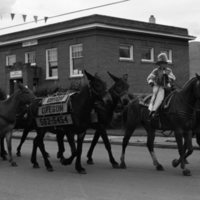 1981 Eastern Oregon Livestock Parade, Horses &amp; Riders 11