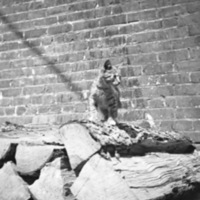 Reuter, Kitten 4