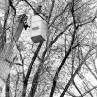 1988 Employee, Tree Trimming 06