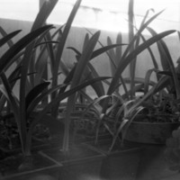 1976 Plants in Greenhouse 01