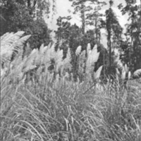 Kunai Grass 2