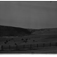 1989 Livestock, Cattle 04