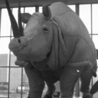 1979 Sculpture, Rhino