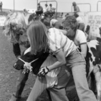 1981 Rodeo, Calf Dressing 05