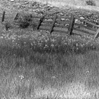 Ladd Canyon, Fence &amp; Flowers 1