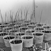 1979 Agriculture, Range Study 15