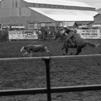 1986 Springfest, Rodeo Roping 01
