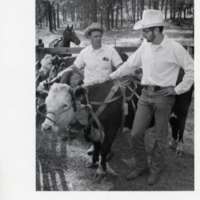 80's Livestock, Cattle