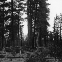 Oregon, Trees 4
