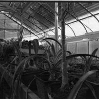 1976 Plants in Greenhouse 02