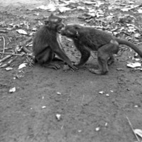 A monkey, named Jocko, sitting on the ground facing another monkey.  They are face to face and examining one another.