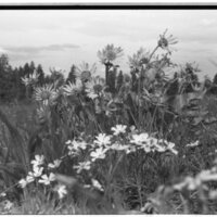 1989 Flowers 01