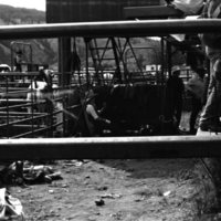 1981 Rodeo, Cowboys 10