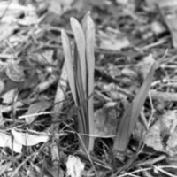 1985 Daffodils 04