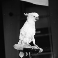 1985 Ackerman Elementary School, Safari 17