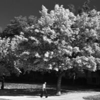 1977 Campus in Autumn 02