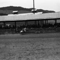 1981 Rodeo, Calf Roping 09