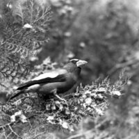 1977 Birds, Migratory 11
