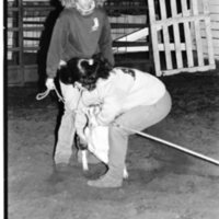 1991 Rodeo, Roping Practice 03