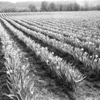 Farm, Daffodils 6