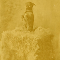 Portrait - Schoonover Dog