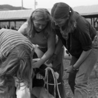1981 Rodeo, Calf Dressing 07