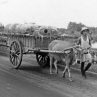 Binmaley Locals, Bridge Traffic 2