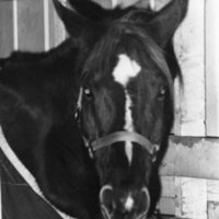 1976 Rodeo, Horse