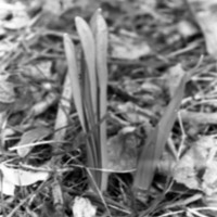 1985 Daffodils 03