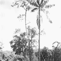 Dobodura Palm Trees 3