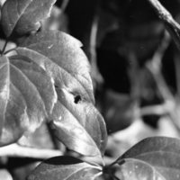 1979 Plant Leaves