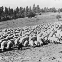 Flock of Sheep 1